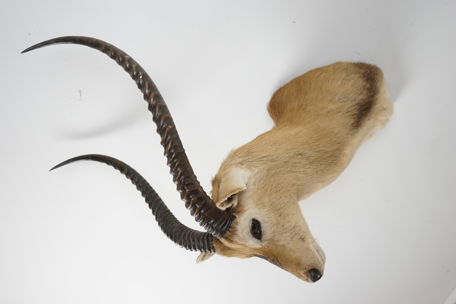 Jakttrofé, taxidermi, Impala, Afrika.