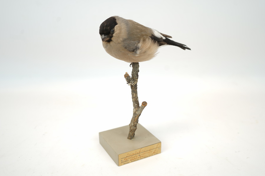 Taxidermi, Domherre, hona.