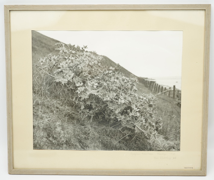 Uno Wahlberg, "Eryngium maritimum, Kåseberga" fotografi, signerad på passepartout, daterad 1948.