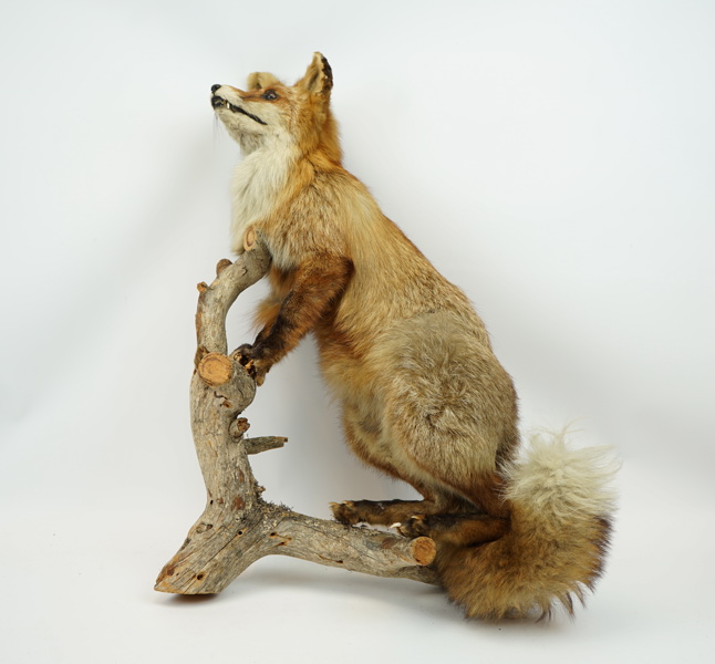 Taxidermi, räv.