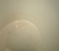 55030d_8ddbd320b712b73_sm.jpeg