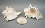 Fungia korall fossil samt snäckor, 3 delar.