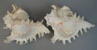 Fungia korall fossil samt snäckor, 3 delar.