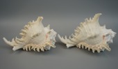 Fungia korall fossil samt snäckor, 3 delar.