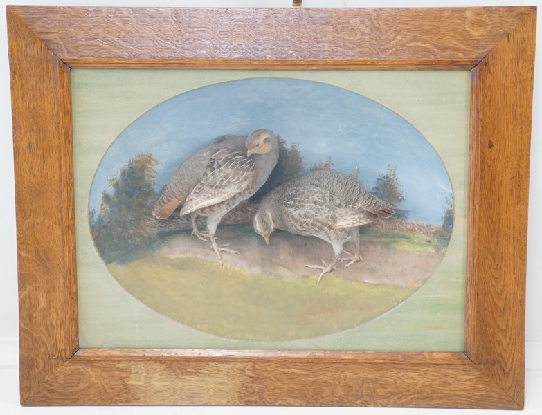 Taxidermi, rapphöns, 2 st, inramade, målad bakgrund.