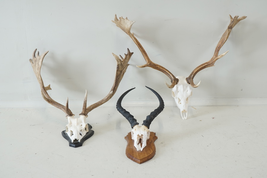Jaktroféer, horn, 3 st.