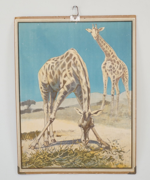 Skolplansch, "Giraff", Svenska Skolmaterialförlaget, Gunnar Saietz AB.
