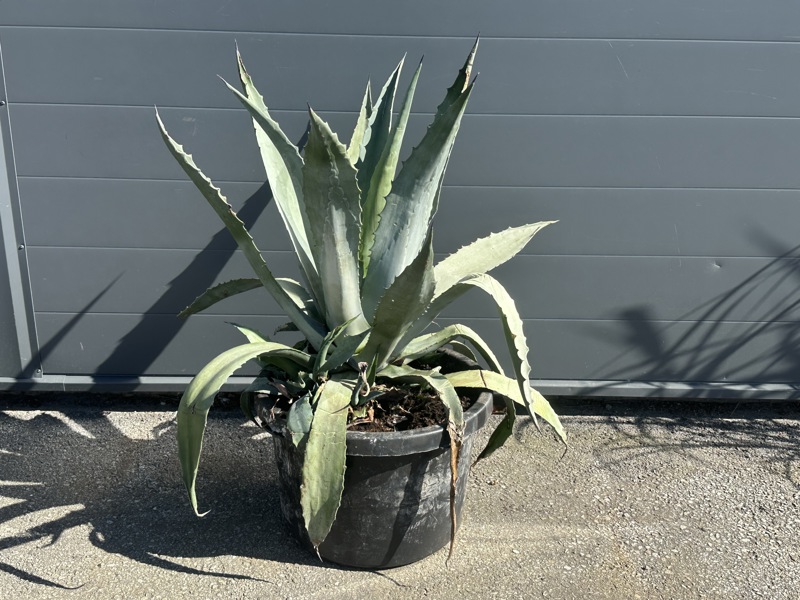 Agavekaktus.