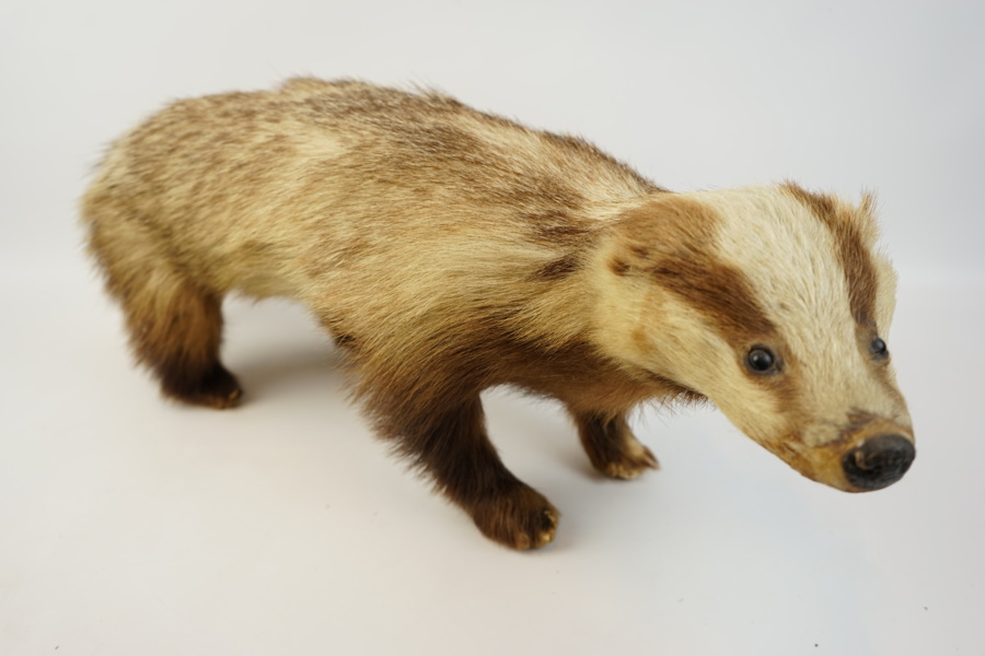Taxidermi, grävling.