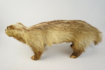 Taxidermi, grävling.