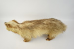 Taxidermi, grävling.
