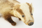Taxidermi, grävling.