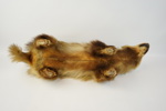 Taxidermi, grävling.