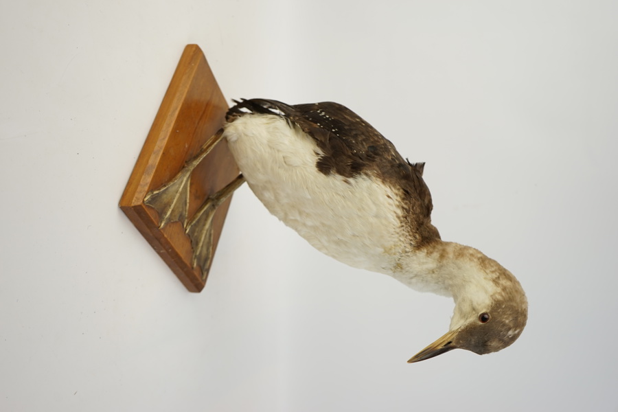Taxidermi, smålom.