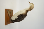 Taxidermi, smålom.