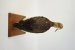 Taxidermi, smålom.
