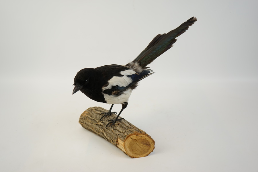 Taxidermi, skata.