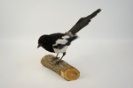 Taxidermi, skata.