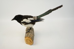 Taxidermi, skata.