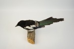 Taxidermi, skata.