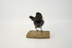 Taxidermi, skata.
