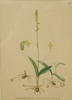 Växtplanscher, 3 st, 1900-tal.