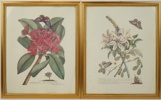 Etsningar, 2 st,  senare eftertryck, 1700-tal.