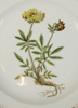 Tallrik, porslin, ''Flora Danica'', Royal Copenhagen.