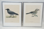 Magnus & Wilhelm von Wright, "Svenska fåglar", litografiska tryck, 8 st, Ivar Baarsens Förlag, Stockholm.