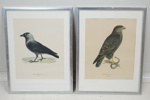Magnus & Wilhelm von Wright, "Svenska fåglar", litografiska tryck, 8 st, Ivar Baarsens Förlag, Stockholm.