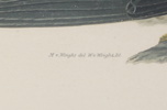 Magnus & Wilhelm von Wright, "Svenska fåglar", litografiska tryck, 8 st, Ivar Baarsens Förlag, Stockholm.