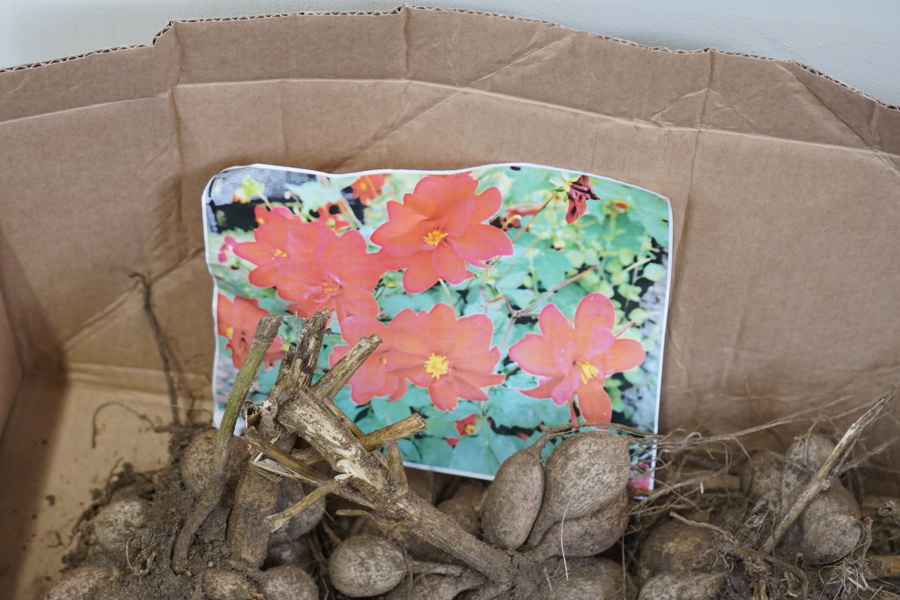 Daliaknölar, röda.