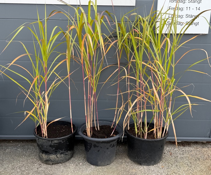 Elefantgräs, 3 st.