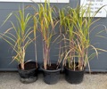 Elefantgräs, 3 st.