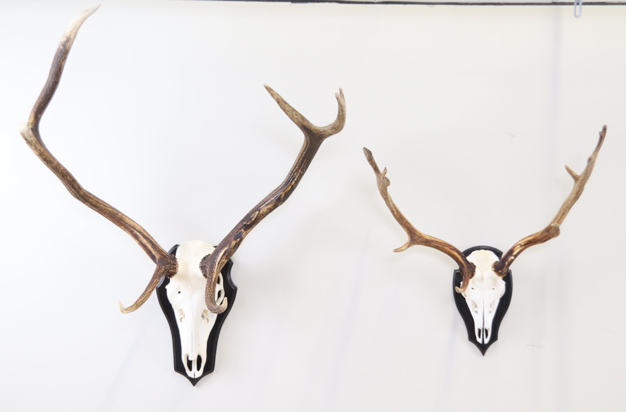 Jaktroféer, 2 st.
