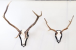 Jaktroféer, 2 st.