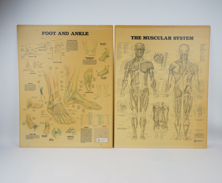 Plascher, 2 st, kroppens anatomi, laminerade, Anatomical Chart Co.