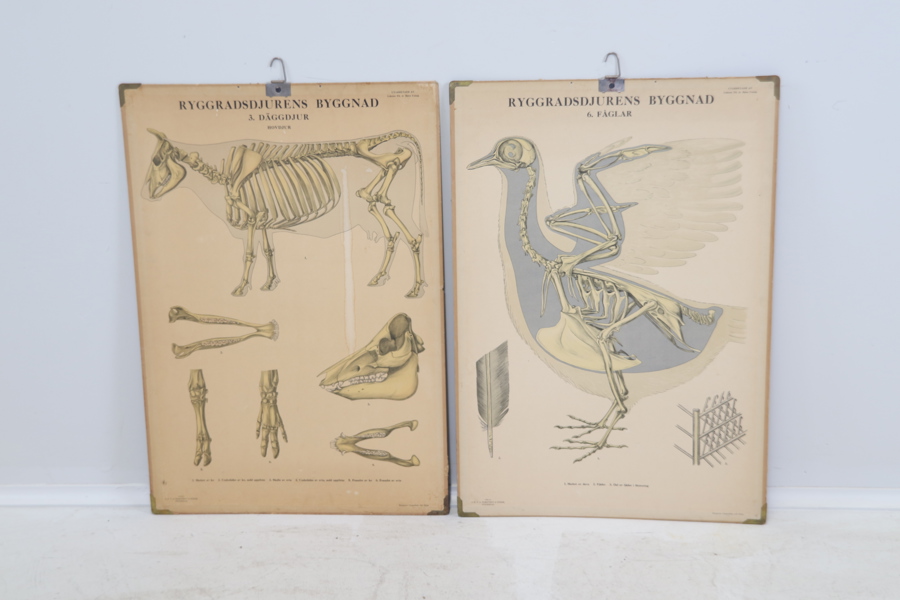 Skolplanscher, 2 st.