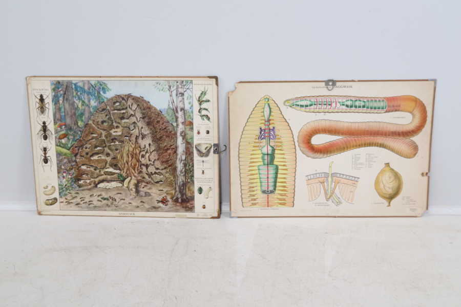 Skolplanscher, 2 st.