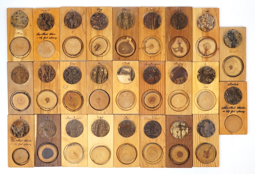 Träprover, 26 st, ''Årsringar'', Söwe.