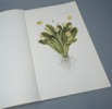 Blomsterplanscher, ''Plant portraits from the Flora Danica 1761-1769'', bilder av Matin & Michael Rössler, The Mendip Press, 1983.