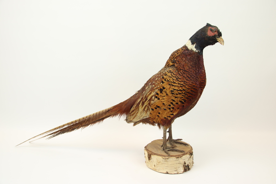 Taxidermi, fasan.