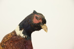 Taxidermi, fasan.