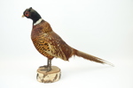 Taxidermi, fasan.