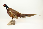 Taxidermi, fasan.