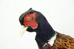 Taxidermi, fasan.