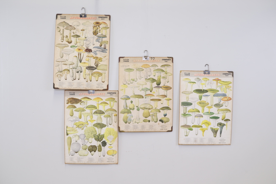 Skolplanscher, 4 st, Aftonbladets Svampkarta.