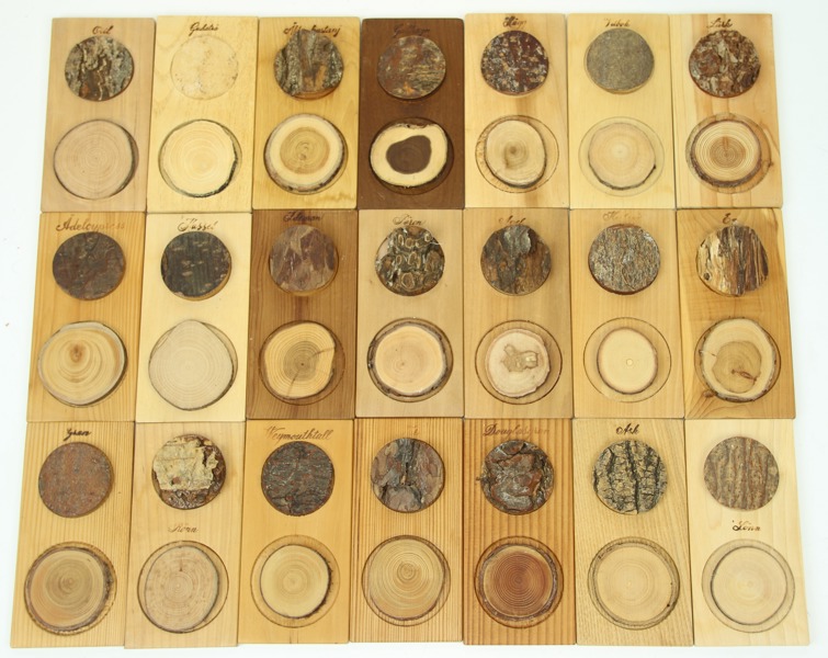 Träprover, 21 st, "Årsringar", Söwe Konst.