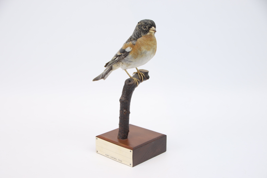 Taxidermi, bergfink.