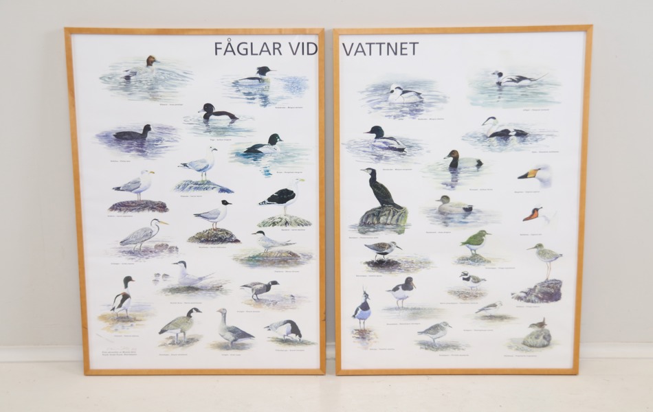 Affischer, ett par, fåglar.